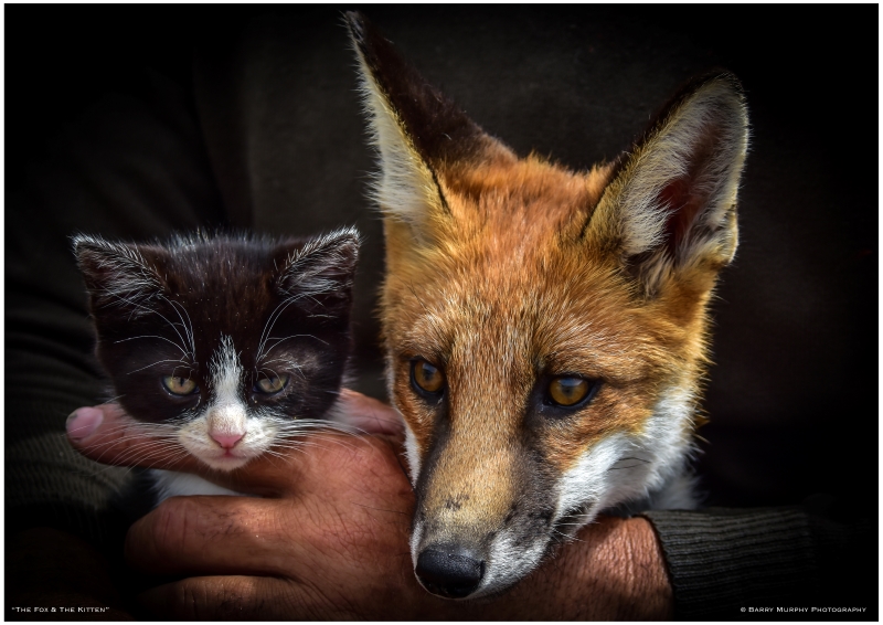Fox Kitten Isle Of Man Photographic Society