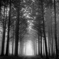 Foggy Forest by Sean Corlett 63 marks