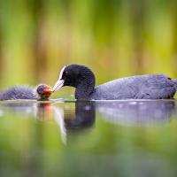 Baby Coot and Parent by Sean Corlett