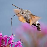 Hummingbird Hawke-Moth feeding by Sean Corlett